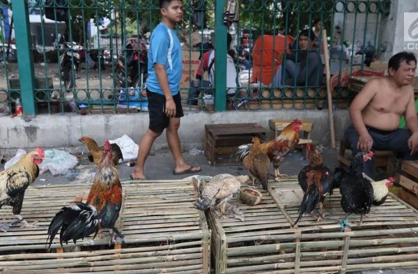 Cara Beternak Ayam Kampung Biar Cepat Besar Dan Tentu Menghasilkan