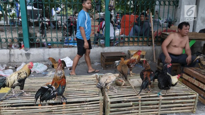 PETERNAKAN AYAM KAMPUNG PETELUR DI BOGOR | ANTARA Foto Peternakan ayam kampung di Banda Raya, Kota Banda Aceh