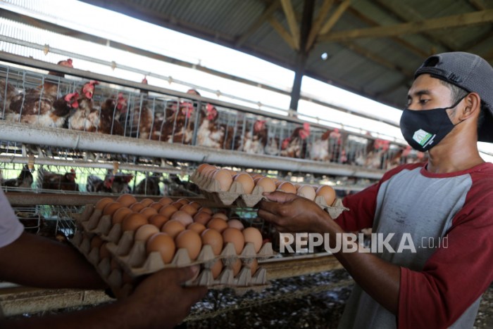Peternakan ayam kampung di Blang Bintang, Aceh Besar