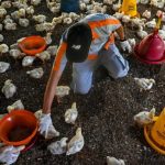 Pemeriksaan Kesehatan Unggas Antisipasi Flu Burung di Aceh Besar - Foto ...