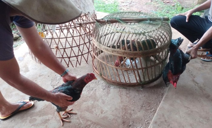 Mengembangkan Usaha Ternak Ayam Arab: Panduan Untuk Pemula (Part 2 ... Ayam arab di Labuhan Ratu, Lampung Timur