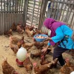 Panduan Lengkap Budidaya Ayam Pedaging di Indonesia