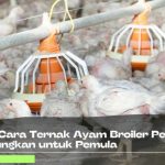 Ternak ayam kampung pemula di Air Besi, Bengkulu Utara