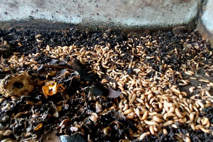 Budi daya maggot solusi atasi sampah organik di Sorong - ANTARA News