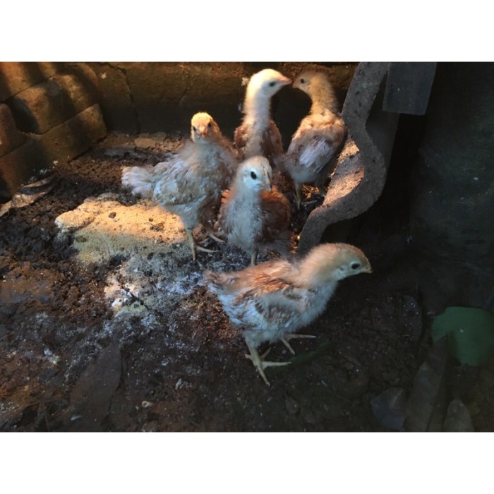 Menguntungkan Ternak Ayam Petelur Merah atau Ayam Arab? Ayam merah petelur di Bunga Mayang, Lampung Utara