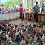 PETERNAKAN AYAM KAMPUNG DI PEGUNUNGAN | TOTAL AYAM SEBANYAK KURANG ...