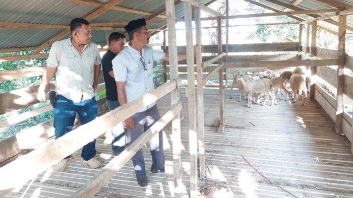 Sukses Mengais Rezeki dari Ternak Ayam Kampung Peternakan ayam kampung di Sekerak, Aceh Tamiang