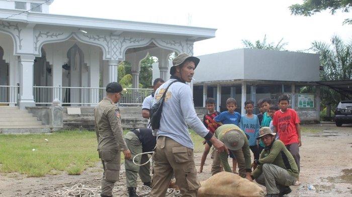 Ternak jangkrik di Jaya, Aceh Jaya
