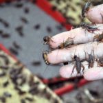 Ternak jangkrik di Muara Batu, Aceh Utara