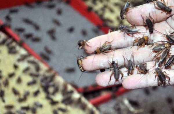 Ternak jangkrik di Muara Batu, Aceh Utara