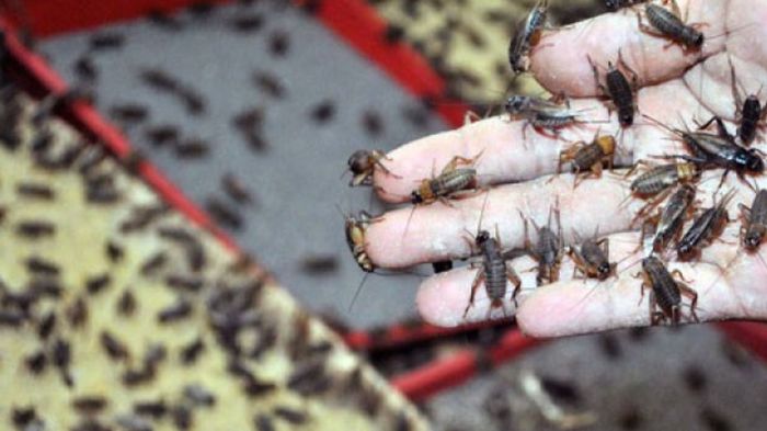 Ternak jangkrik di Muara Batu, Aceh Utara