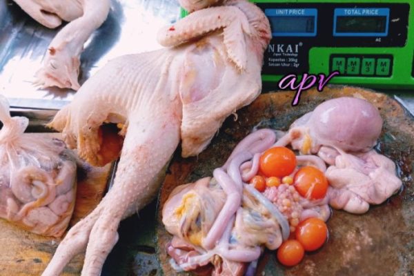 Ayam merah petelur di Way Serdang, Mesuji