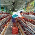 Ayam arab di Merigi, Kepahiang