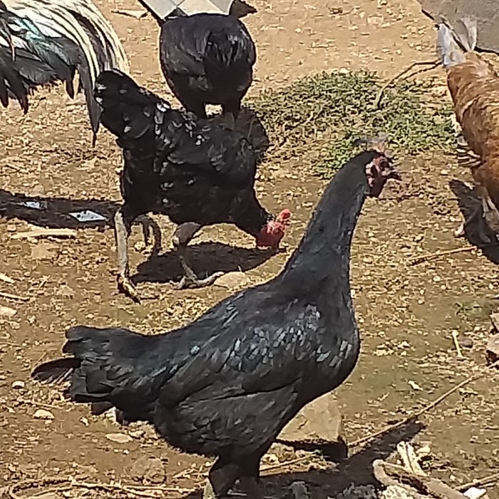 Daftar Katering Penengahan - Lampung Selatan Murah dan Terbaik 2023 Daftar Katering Penengahan - Lampung Selatan Murah dan Terbaik 2023