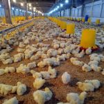 Dunia Ternak: Program Pencahayaan Pada Ayam Broiler Yang Baik