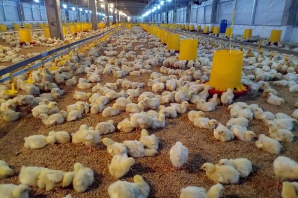 Dunia Ternak: Program Pencahayaan Pada Ayam Broiler Yang Baik