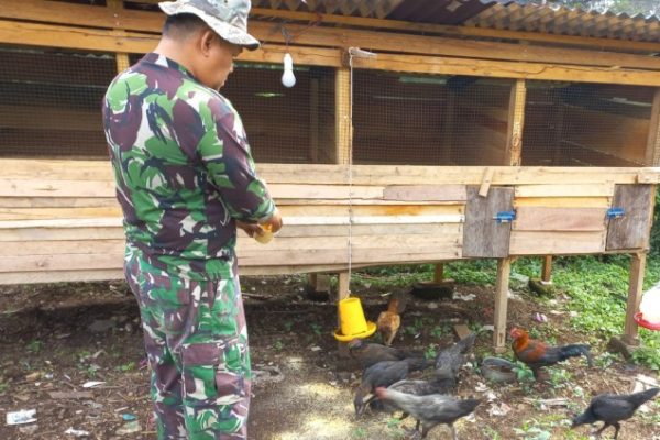 Beternak Ayam Kampung Guna Menambah Penghasilan Sehari-Hari, Babinsa ...