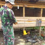 PETERNAKAN AYAM KAMPUNG PETELUR DI BOGOR | ANTARA Foto