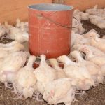 13 Cara Sukses Ternak Ayam Broiler - ArenaHewan.com