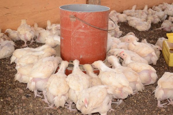 13 Cara Sukses Ternak Ayam Broiler - ArenaHewan.com