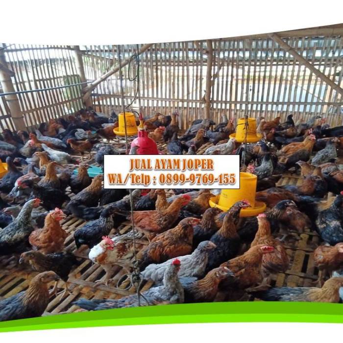 Anizam agrofarm: Ayam Arab Si Penelur Dari Zaman Kuno Ayam arab di Way Jepara, Lampung Timur