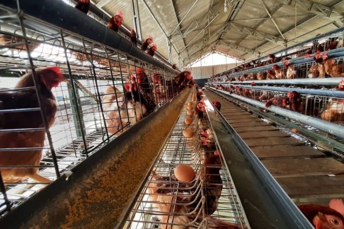Peternakan ayam petelur lampung Ayam merah petelur di Blambangan Pagar, Lampung Utara