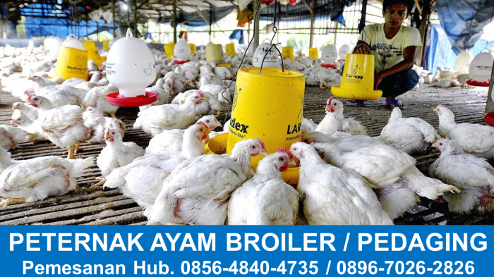 Pabrik Produksi Ayam Potong Jombang, 0856–4840–4735 Grosir Ayam Broiler ...