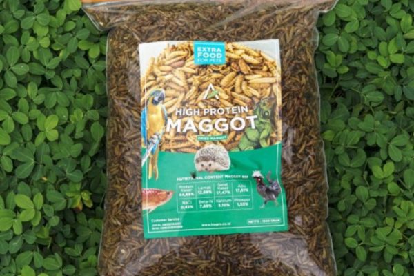 Jual DRY MAGGOT/ PAKAN TERNAK/ MAGGOT KERING 1000 Gr | Shopee Indonesia