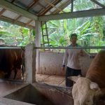 Ternak sapi di Seluma