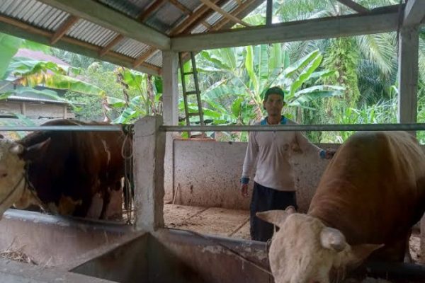 Ternak sapi di Seluma