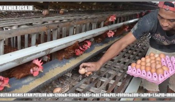 Mengenal Beberapa Jenis Ayam Petelur yang Paling Populer – Bener Bener ...