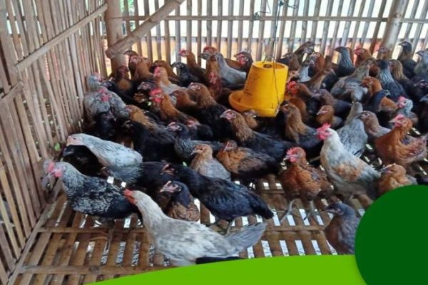 Budidaya ayam broiler di Uram Jaya, Lebong