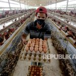 Harga Turun, Kementan Dorong Pembelian Ayam Ras Siap Potong | Republika ...