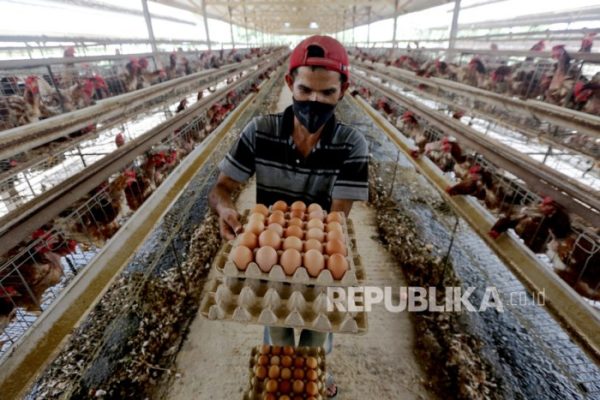 Harga Turun, Kementan Dorong Pembelian Ayam Ras Siap Potong | Republika ...