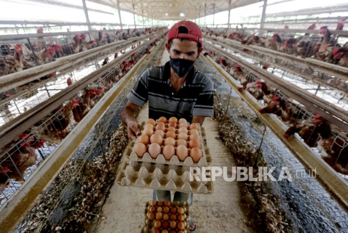 Harga Turun, Kementan Dorong Pembelian Ayam Ras Siap Potong | Republika ... Harga Turun, Kementan Dorong Pembelian Ayam Ras Siap Potong | Republika ...