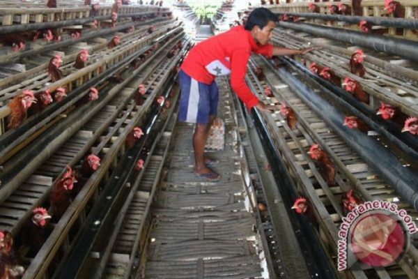 Ayam merah petelur di Pulau Panggung, Tanggamus