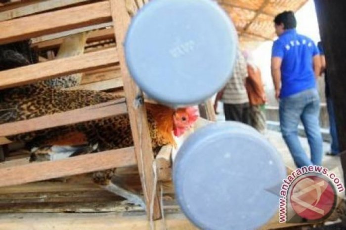 Mengembangkan Usaha Ternak Ayam Arab: Panduan untuk Pemula (Part 2 ... Ayam arab di Terbanggi Besar, Lampung Tengah