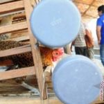 Ayam arab di Hulu Sungkai, Lampung Utara