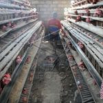 Harga Ayam Kampung Di Gorontalo Turun - ANTARA News Gorontalo