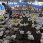Peternakan ayam kampung di Langsa Baro, Kota Langsa