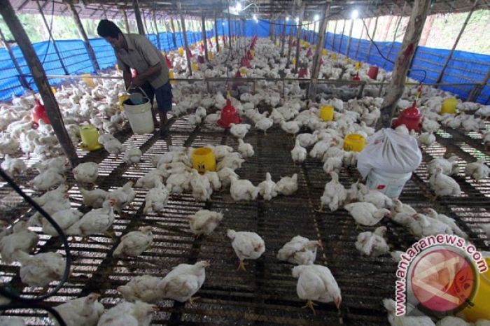 Cara Pintar Memelihara Ayam di Pekarangan Rumah Cara Pintar Memelihara Ayam di Pekarangan Rumah