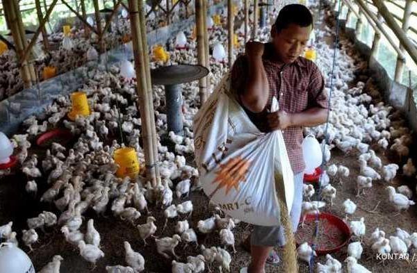 Peternakan ayam kampung di Samalanga, Bireuen