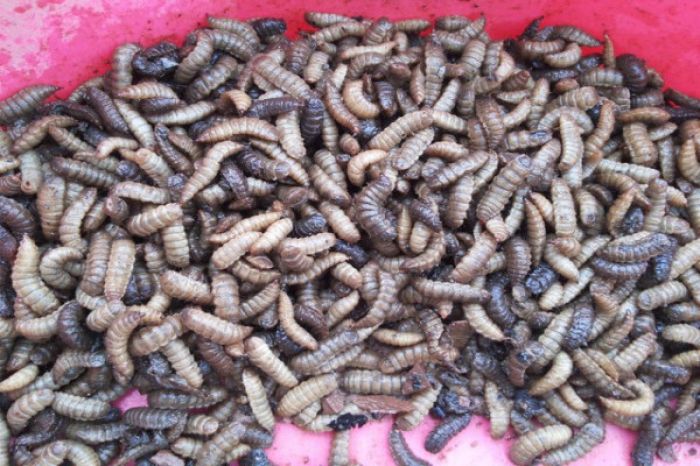 PERMINTAAN ULAT MAGGOT UNTUK PAKAN TERNAK DI PAYAKUMBUH TINGGI - YouTube Ternak maggot di Curup Utara, Rejang Lebong