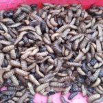 Ternak maggot di Pino Raya, Bengkulu Selatan