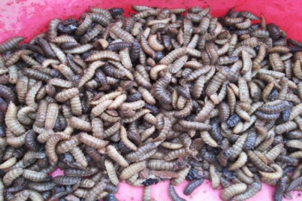 Ternak maggot di Pino Raya, Bengkulu Selatan