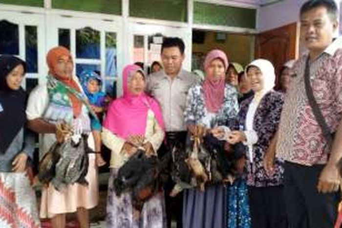 Ingin Sejahterakan Warga, Dinas Peternakan Brebes Bagi-bagi Ayam Petelur Ingin Sejahterakan Warga, Dinas Peternakan Brebes Bagi-bagi Ayam Petelur