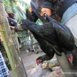 Ayam arab di Kota Jantho Aceh Besar