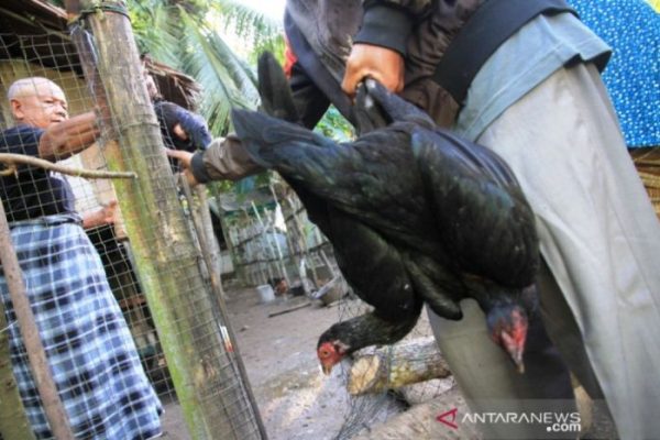 Ayam arab di Kota Jantho Aceh Besar