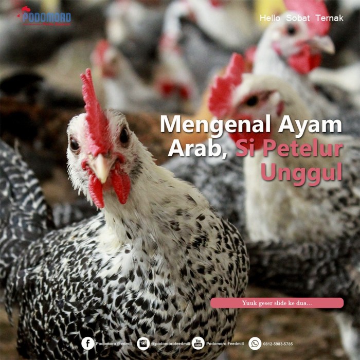 Ayam Arab : Ciri - ciri, Kelebihan, Kekurangan dan Cara Beternak | Info ... Ayam Arab : Ciri - ciri, Kelebihan, Kekurangan dan Cara Beternak | Info ...
