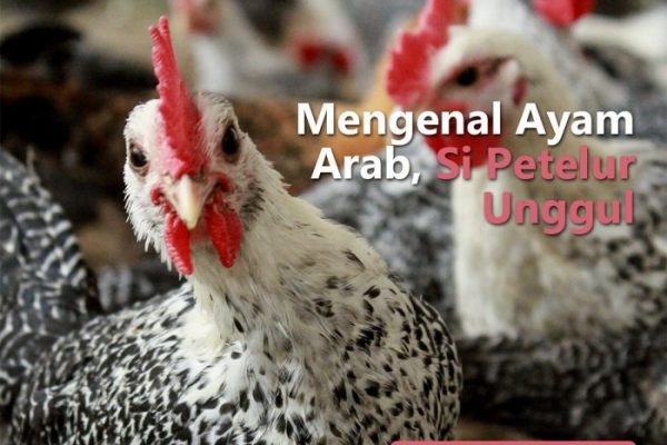 Ayam arab di Nasal, Kaur